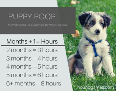 puppy-poop-table-schedule