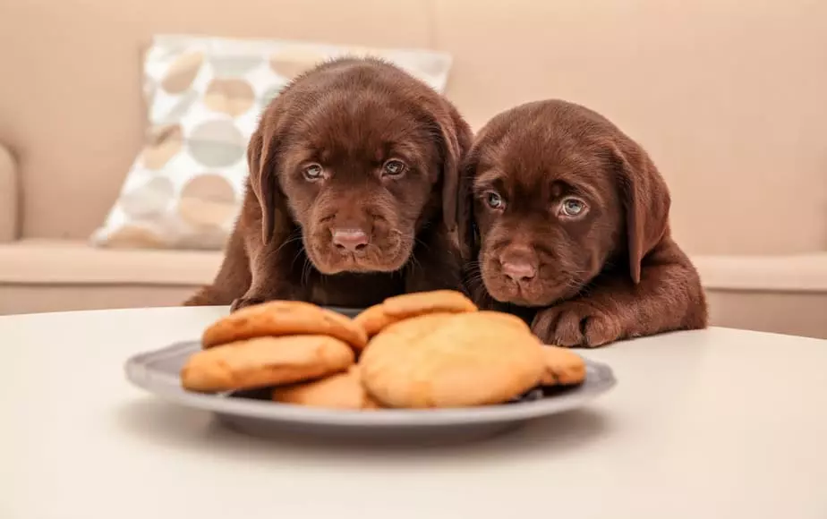 puppies-with-human-food