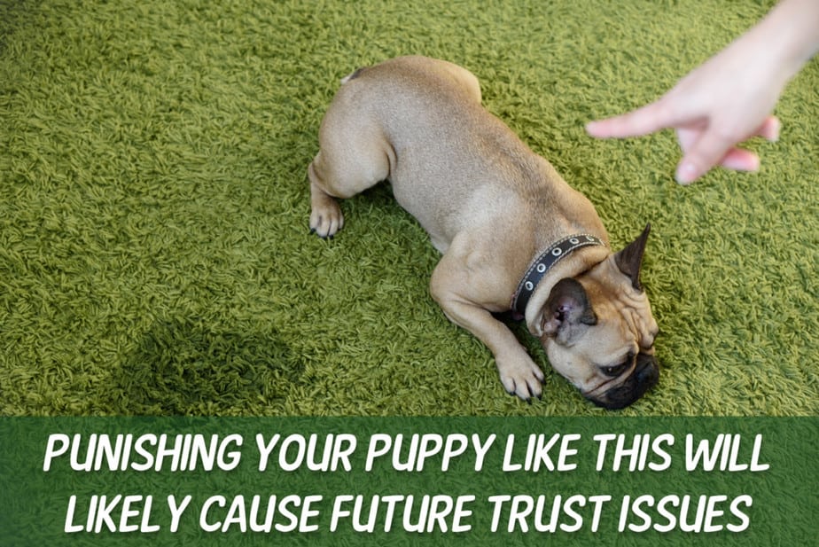 puppy-has-no-trust