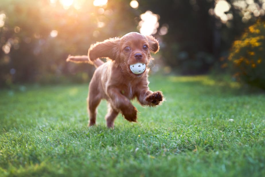 puppy-running-with-ball