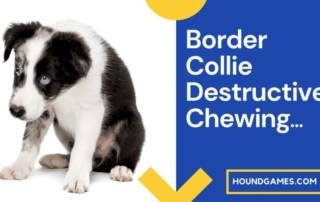 Border Collie Destructive Chewing