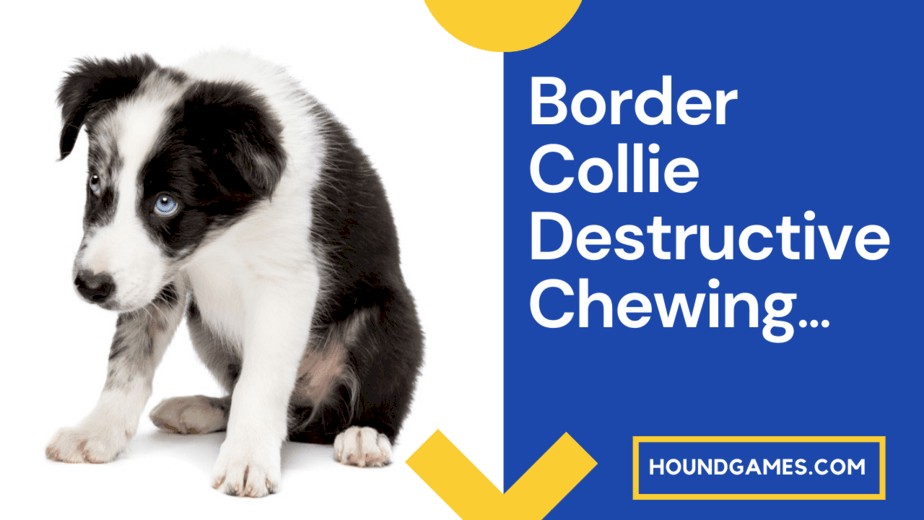 Border Collie Destructive Chewing