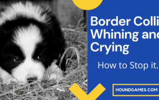 Border Collie Whining and Crying