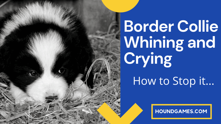 Border Collie Whining and Crying