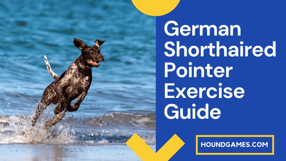 German Shorthaired Pointer Exercise Guide