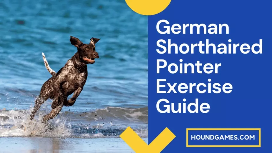German Shorthaired Pointer Exercise Guide HoundGames
