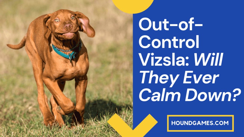 OutofControl Vizsla Will They Ever Calm Down? HoundGames