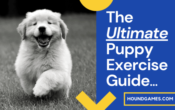 Puppy Exercise Guide for 2021: Walking, Running, Outside