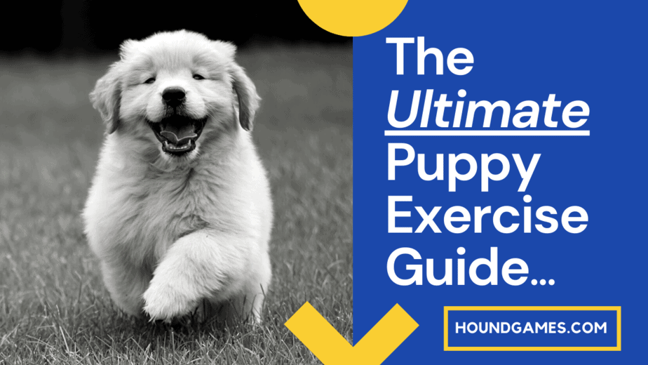 Puppy Exercise Guide for 2021: Walking, Running, Outside