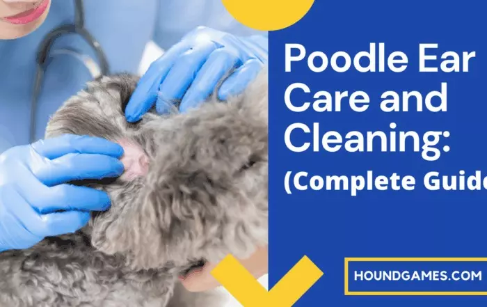 poodle ear cleaning guide