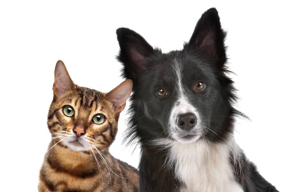 Border Collie and Cat