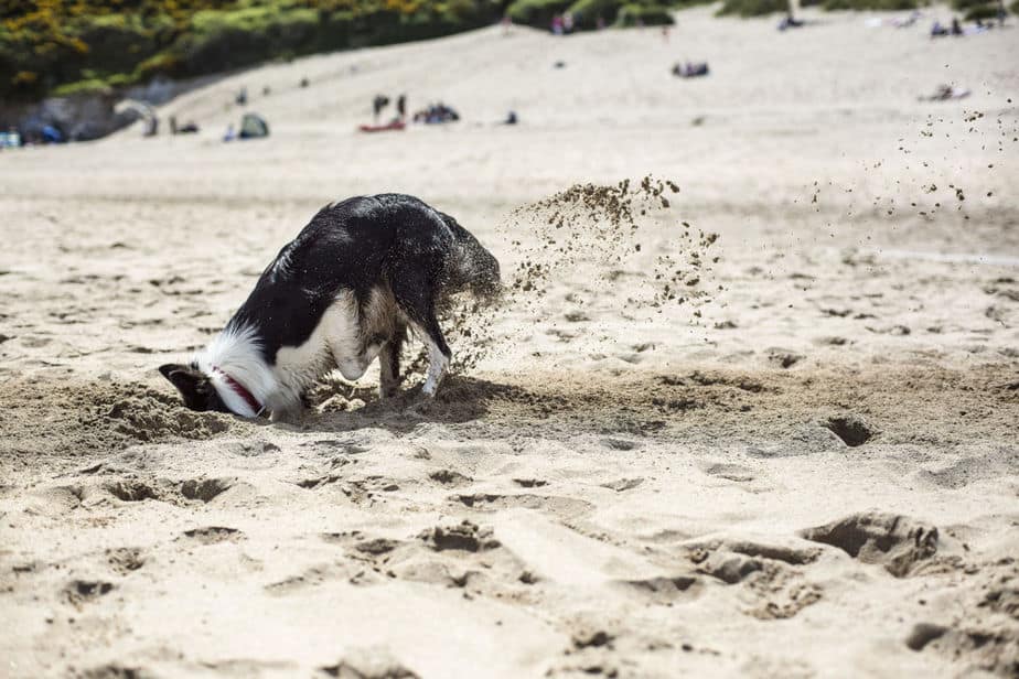 A border collie is digging in the sand