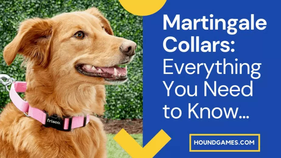Martingale Dog Collars (What are They, How to Use Them, and Are They
