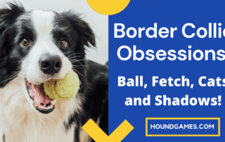 border collie obsessions