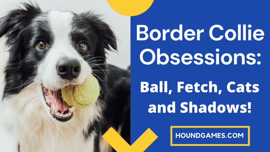 border collie obsessions