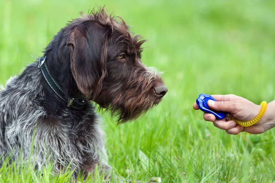 hunting dog with clicker training down