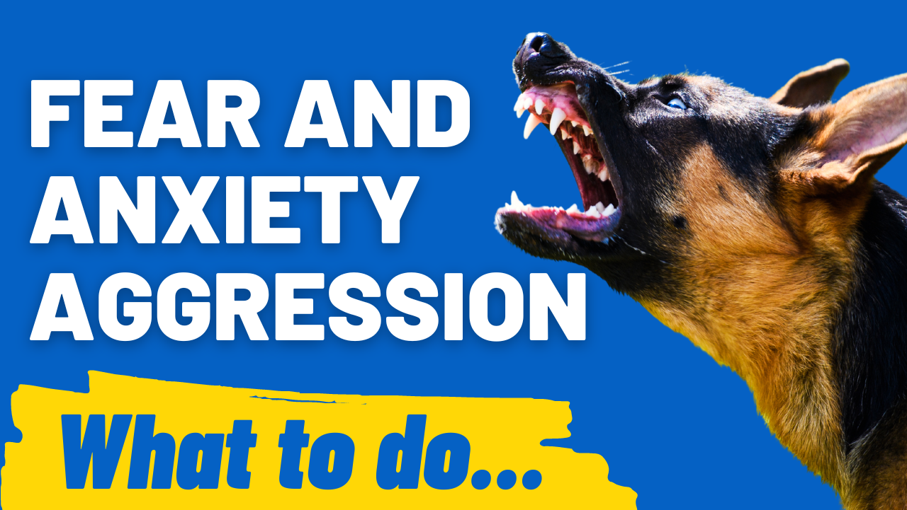 fear aggression in dogs