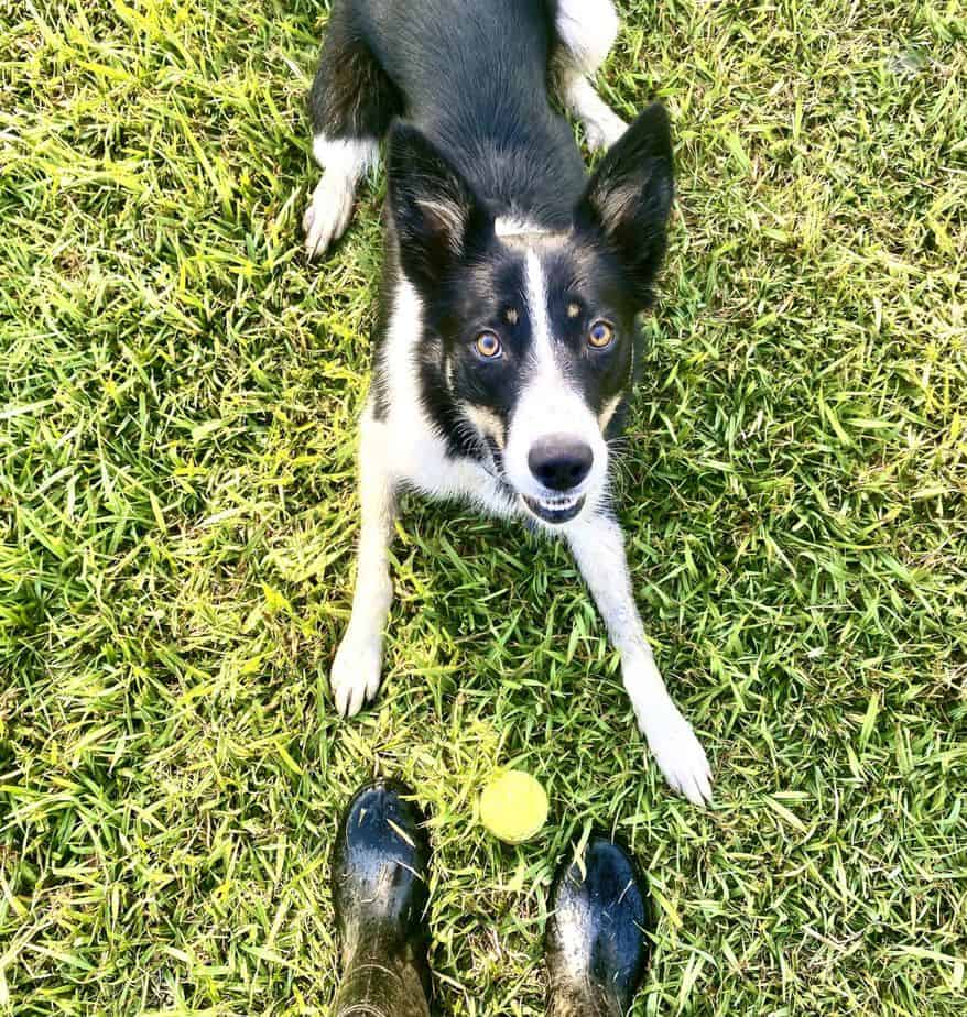 border collie obsessed with game of fetch