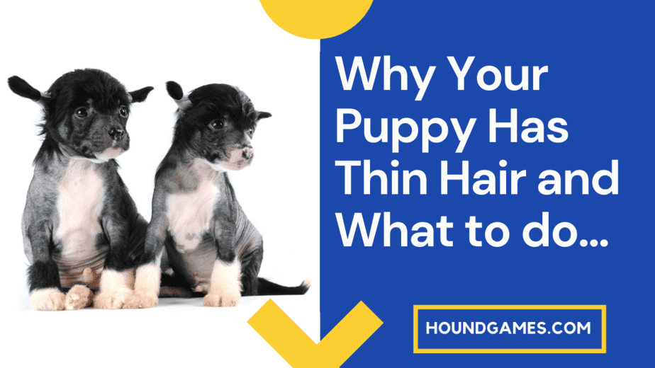 Puppy Has Thin Hair? Why and What to do... - HoundGames