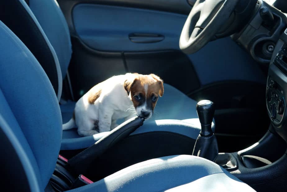 scared puppy in car