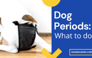 Dog Periods What to do with dog in heat