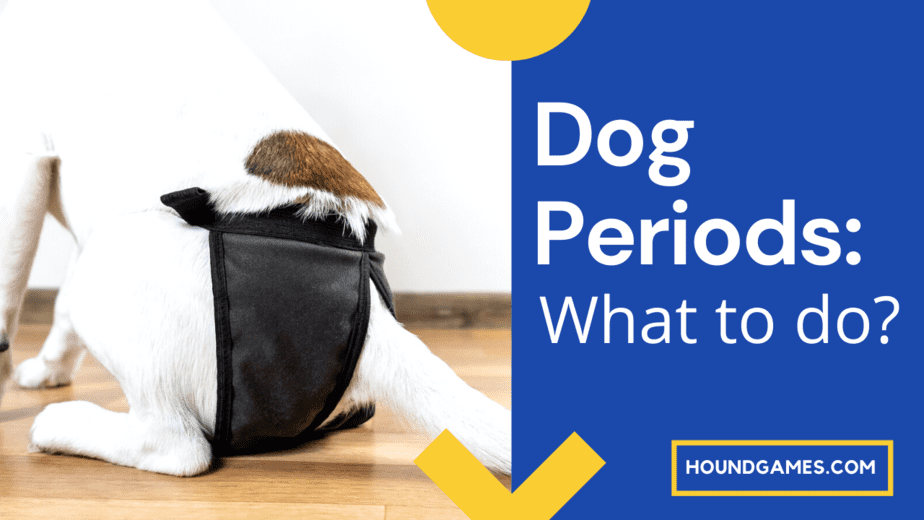 Dog Periods What to do with dog in heat