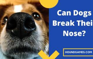 can dogs break nose title