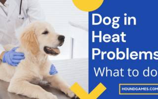 dog in heat sick