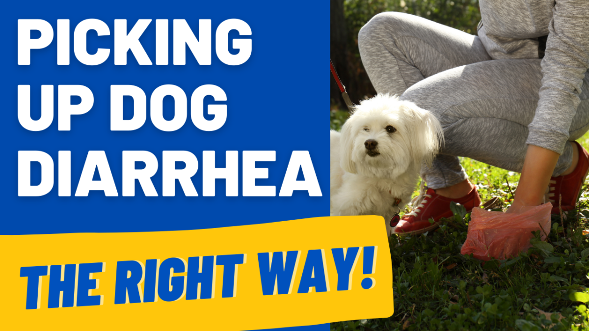 how-to-clean-up-dog-diarrhea-off-grass-at-betty-horace-blog