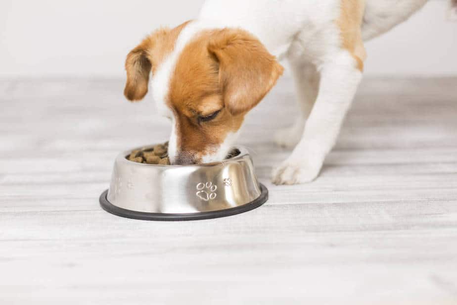 puppy eating dry food