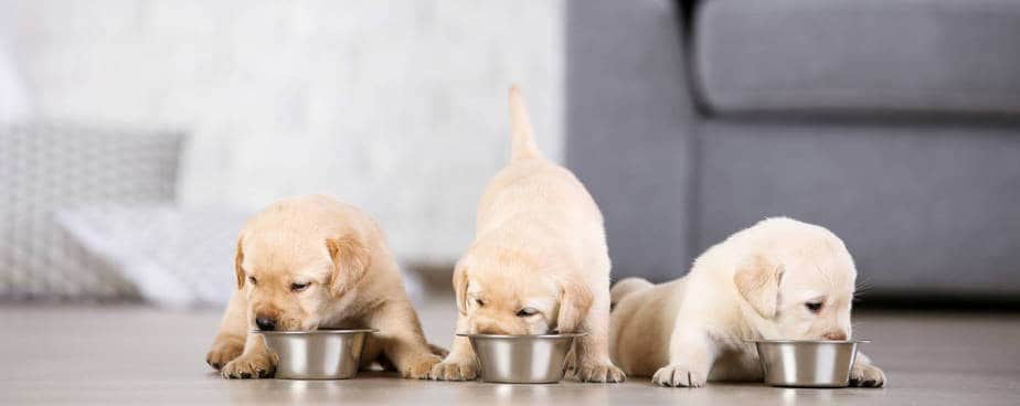 three puppies eating dry food