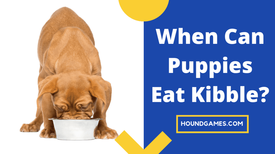 when can puppies eat kibble