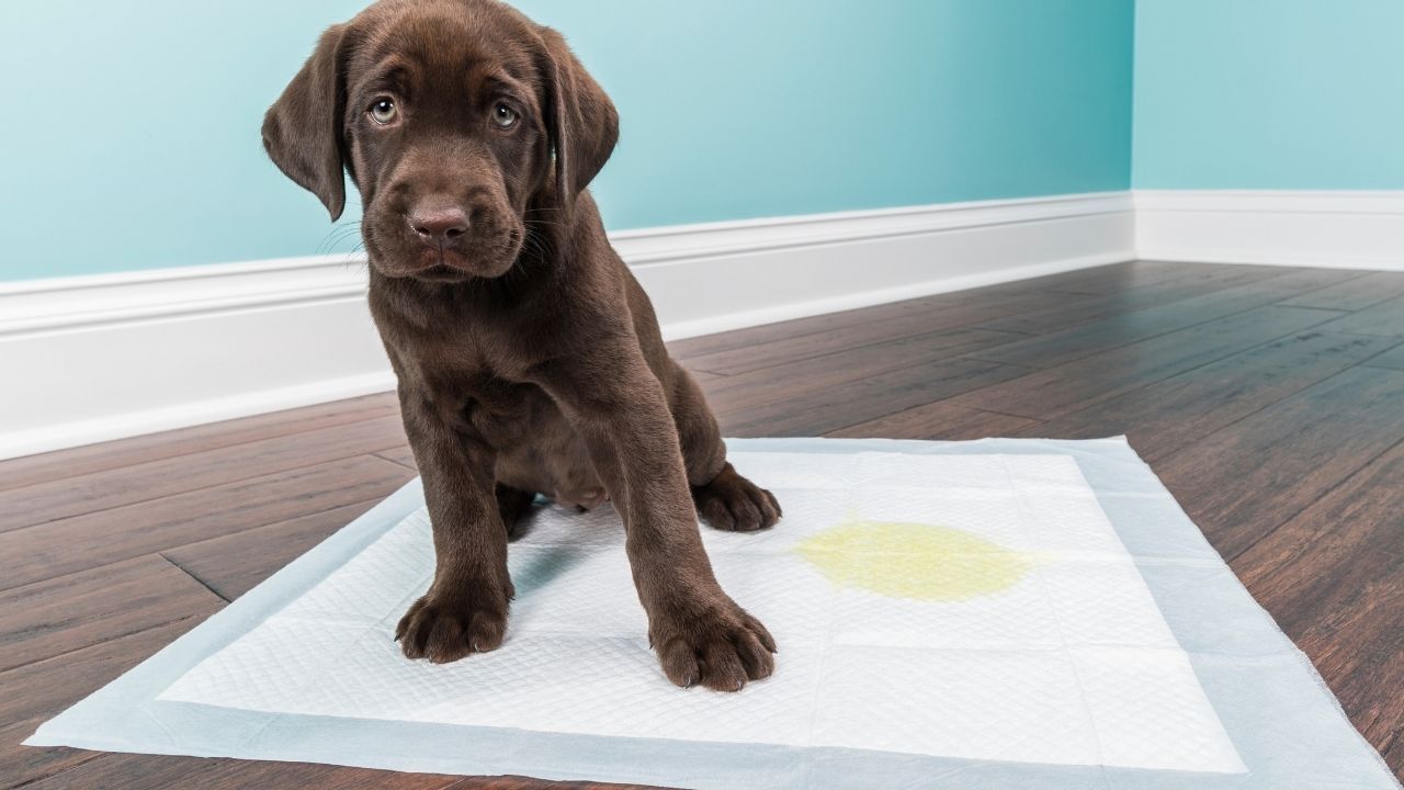 How long do puppy pads last