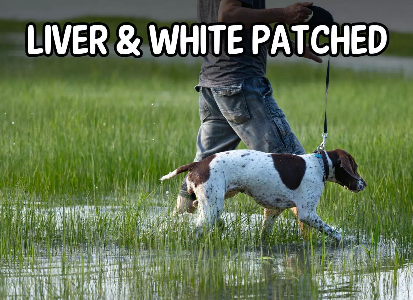 Liver-and-white-patch-GSP