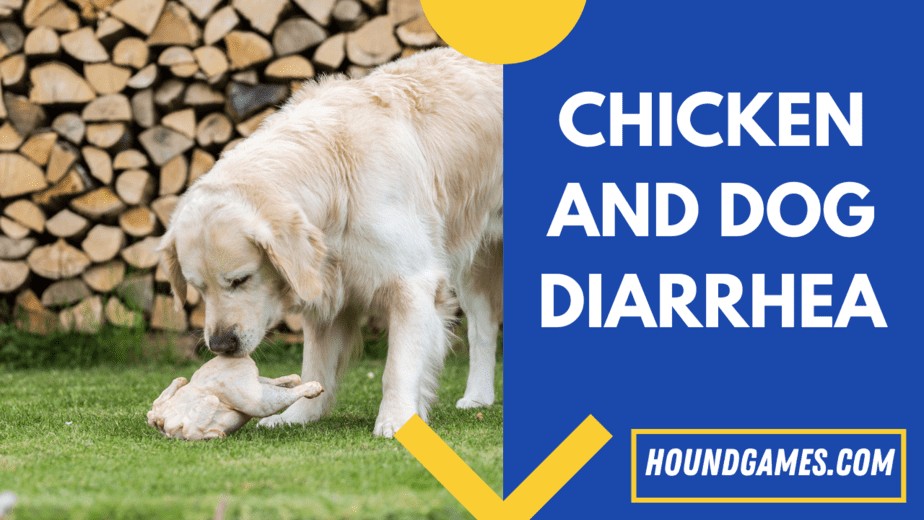 chicken and dog diarrhea