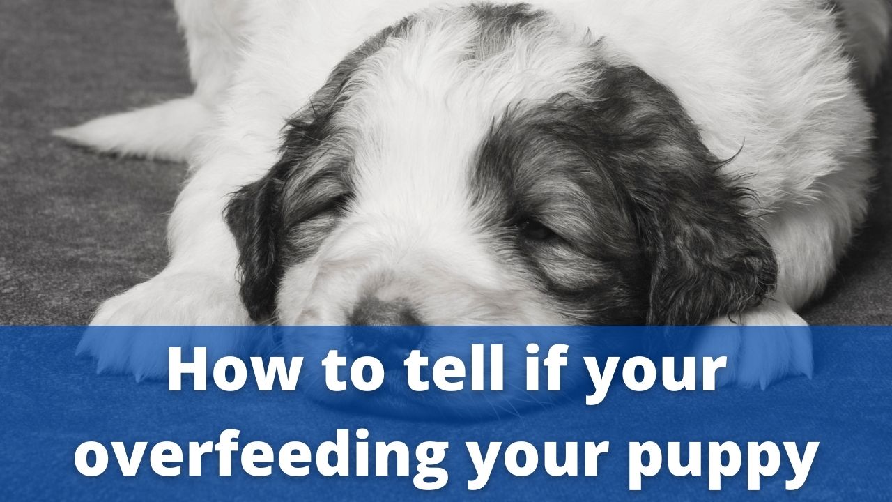 Can You Overfeed Your Puppy? (Yes or No) HoundGames