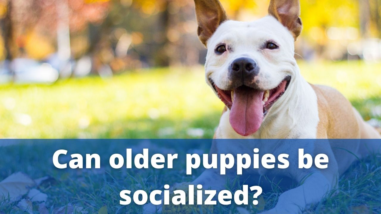 older puppies socialized