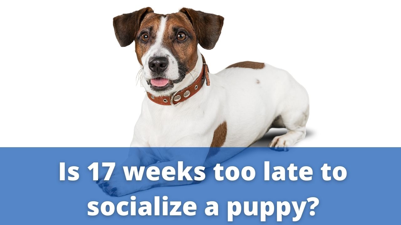 socialize dog after 17 weeks