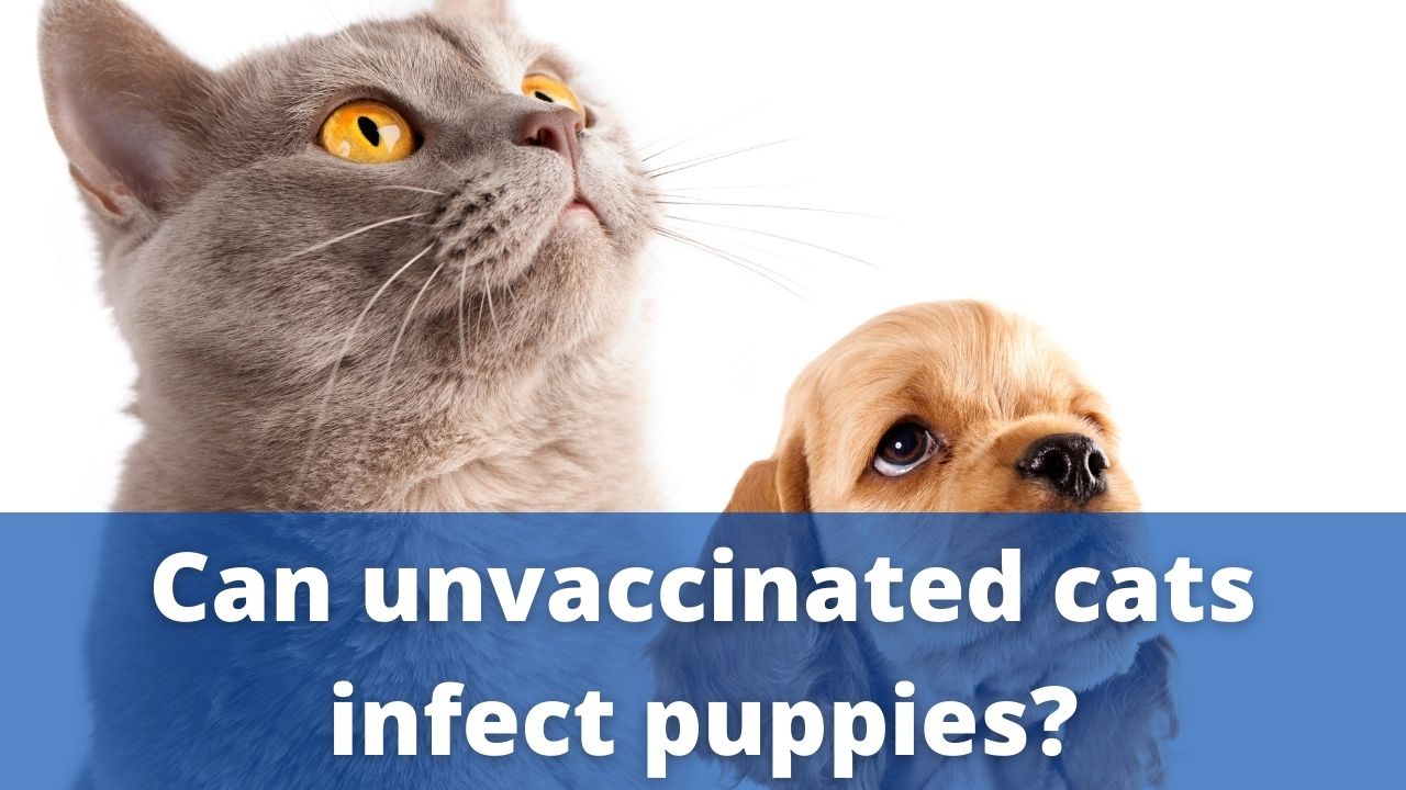 unvaccinated cat and puppy
