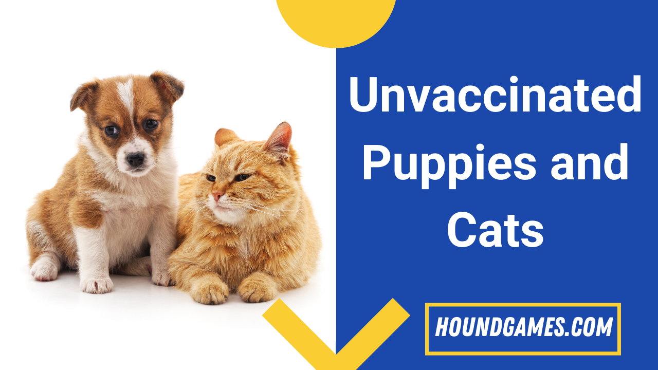unvaccinated puppy and cats