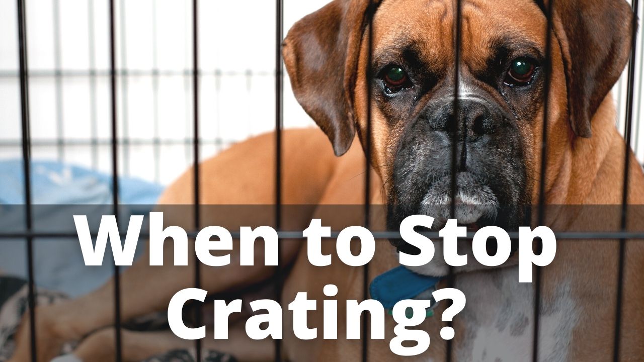when to stop crating