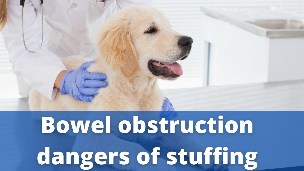 Bowel obstruction dangers of stuffing