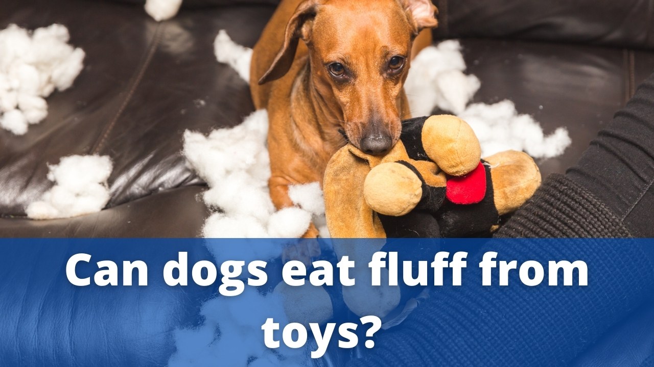 Can dogs eat fluff from toys