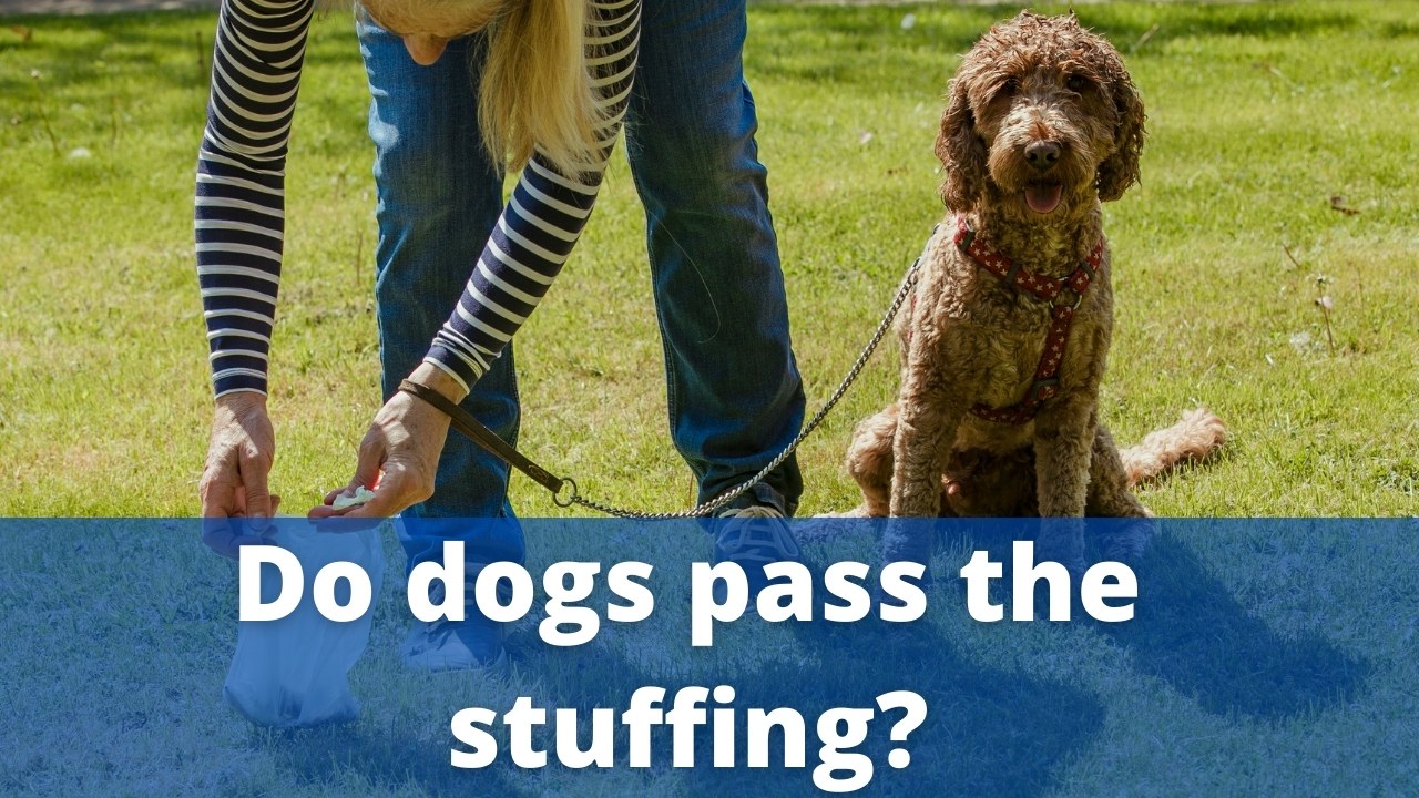 Do dogs pass the stuffing