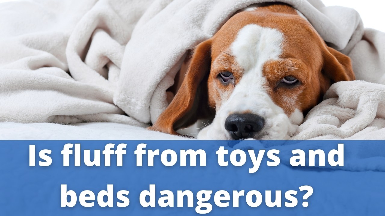 Is fluff from toys and beds dangerous