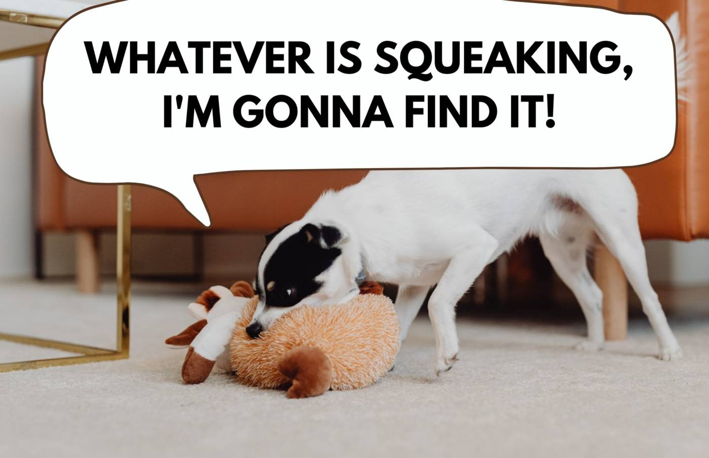 dog chewing squeaking toy