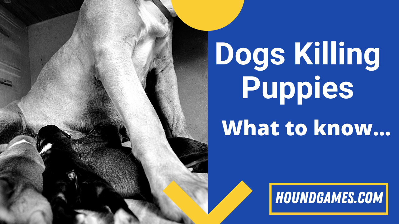 dog killing puppies