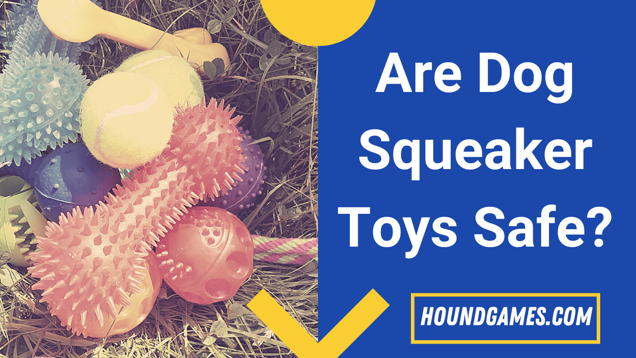 dog squeaker toys safe or dangerous