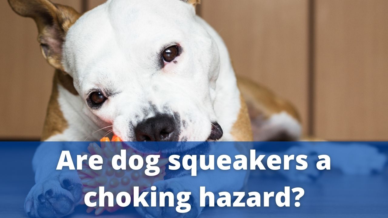 dog squeakers choking hazard