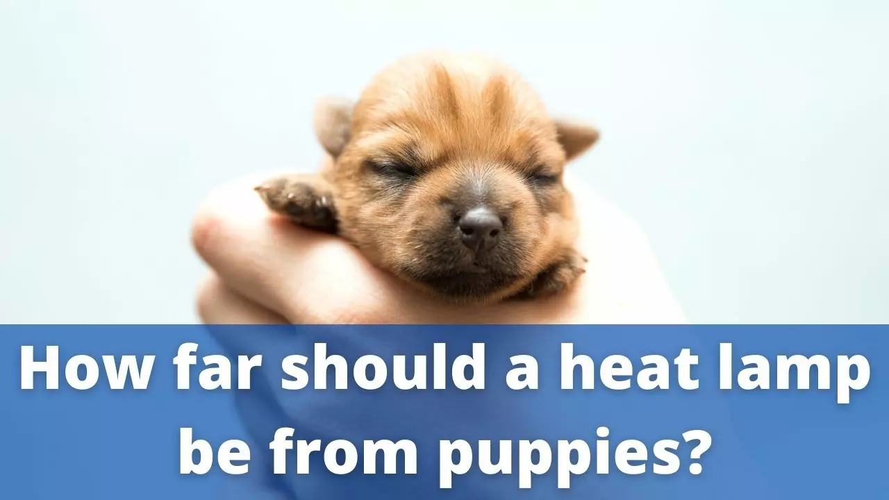 heat lamp distance to puppy